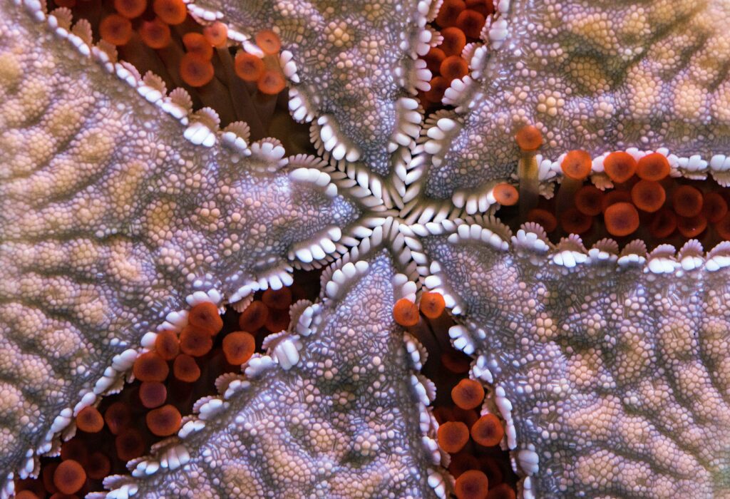 Comment créer un aquarium naturellement décoratif ?