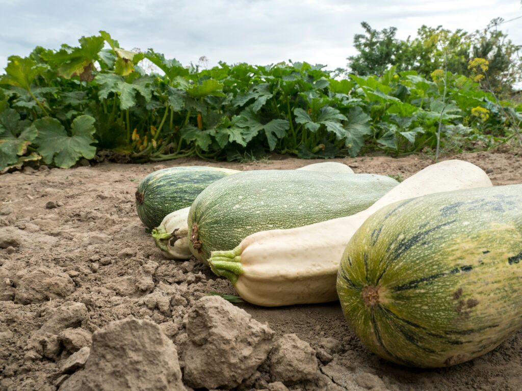 Les thés verts bio : la clé pour une santé naturelle ?
