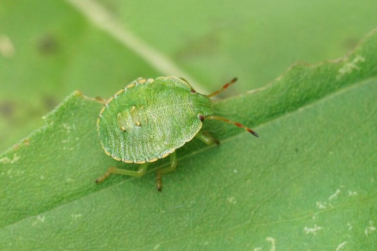Punaise verte posée sur une surface intérieure, illustration d'un insecte courant dans les maisons